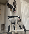 Walkin Wheels® SMALL Rear Dog Wheelchair (3.5 - 11kg)-Dog Wheelchairs-Walkin Wheels- Silver Circle Pets