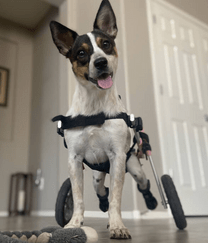Walkin Wheels® SMALL Rear Dog Wheelchair (3.5 - 11kg)-Dog Wheelchairs-Walkin Wheels- Silver Circle Pets