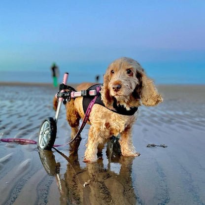 Walkin Wheels® SMALL Rear Dog Wheelchair (3.5 - 11kg)-Dog Wheelchairs-Walkin Wheels- Silver Circle Pets
