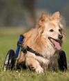 Walkin Wheels® SMALL Rear Dog Wheelchair (3.5 - 11kg)-Dog Wheelchairs-Walkin Wheels- Silver Circle Pets