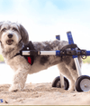 Walkin Wheels® SMALL Rear Dog Wheelchair (3.5 - 11kg)-Dog Wheelchairs-Walkin Wheels- Silver Circle Pets