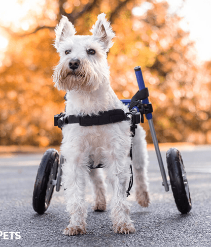 Walkin Wheels® SMALL Rear Dog Wheelchair (3.5 - 11kg)-Dog Wheelchairs-Walkin Wheels- Silver Circle Pets