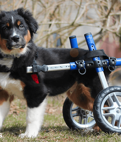 Walkin Wheels® SMALL Rear Dog Wheelchair (3.5 - 11kg)-Dog Wheelchairs-Walkin Wheels- Silver Circle Pets