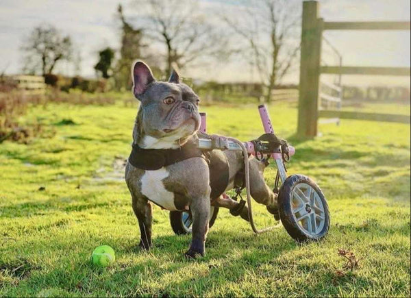 Walkin Wheels® SMALL Rear Dog Wheelchair (3.5 - 11kg)-Dog Wheelchairs-Walkin Wheels- Silver Circle Pets