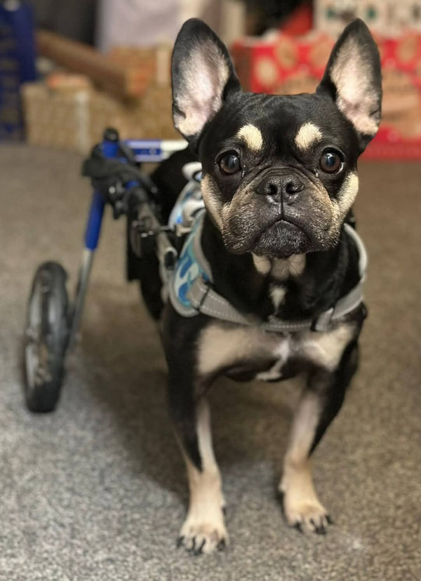 Walkin Wheels® SMALL Rear Dog Wheelchair (3.5 - 11kg)-Dog Wheelchairs-Walkin Wheels- Silver Circle Pets