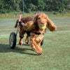 Walkin Wheels® SMALL Rear Dog Wheelchair (3.5 - 11kg)-Dog Wheelchairs-Walkin Wheels- Silver Circle Pets